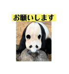パンダでこんにちは2（個別スタンプ：10）