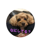 うちのココちゃんスタンプ0215（個別スタンプ：4）
