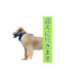 ゴールデンレトリバー アディ（個別スタンプ：1）