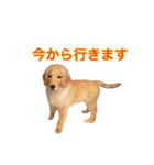 ゴールデンレトリバー アディ（個別スタンプ：2）