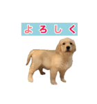 ゴールデンレトリバー アディ（個別スタンプ：3）