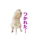 ゴールデンレトリバー アディ（個別スタンプ：5）