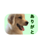ゴールデンレトリバー アディ（個別スタンプ：7）
