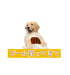 ゴールデンレトリバー アディ（個別スタンプ：8）