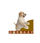 ゴールデンレトリバー アディ（個別スタンプ：9）