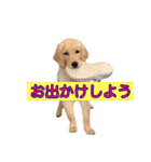 ゴールデンレトリバー アディ（個別スタンプ：10）