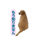 ゴールデンレトリバー アディ（個別スタンプ：11）