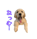 ゴールデンレトリバー アディ（個別スタンプ：12）