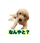 ゴールデンレトリバー アディ（個別スタンプ：13）