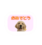ゴールデンレトリバー アディ（個別スタンプ：15）