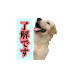 ゴールデンレトリバー アディ（個別スタンプ：16）