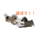 バディ＆ラテ（個別スタンプ：1）