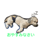 バディ＆ラテ（個別スタンプ：5）
