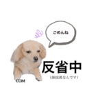 こむぎーぬ・1（個別スタンプ：2）