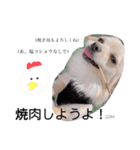 こむぎーぬ・1（個別スタンプ：3）
