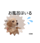 こむぎーぬ・1（個別スタンプ：11）