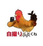 名古屋名物はうみゃーでかんわスタンプ（個別スタンプ：20）