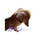 ちょこくんだよ！（個別スタンプ：3）