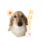 ちょこくんだよ！（個別スタンプ：4）