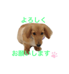 ちょこくんだよ！（個別スタンプ：5）