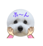 ビションフリーゼのイヴ！！（個別スタンプ：1）