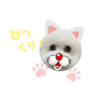 ビションフリーゼのイヴ！！（個別スタンプ：3）