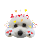ビションフリーゼのイヴ！！（個別スタンプ：4）