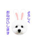 ビションフリーゼのイヴ！！（個別スタンプ：6）