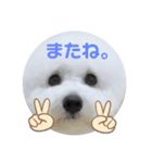 ビションフリーゼのイヴ！！（個別スタンプ：10）
