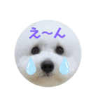 ビションフリーゼのイヴ！！（個別スタンプ：11）