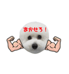 ビションフリーゼのイヴ！！（個別スタンプ：13）