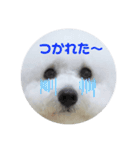 ビションフリーゼのイヴ！！（個別スタンプ：14）