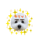 ビションフリーゼのイヴ！！（個別スタンプ：15）
