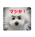 ビションフリーゼのイヴ！！（個別スタンプ：16）