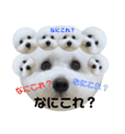 ビションフリーゼのイヴ！！（個別スタンプ：18）