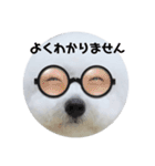 ビションフリーゼのイヴ！！（個別スタンプ：19）