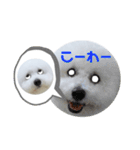 ビションフリーゼのイヴ！！（個別スタンプ：20）