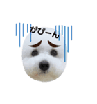 ビションフリーゼのイヴ！！（個別スタンプ：23）