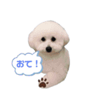 ビションフリーゼのイヴ！！（個別スタンプ：25）