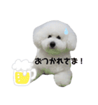 ビションフリーゼのイヴ！！（個別スタンプ：26）