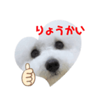 ビションフリーゼのイヴ！！（個別スタンプ：28）