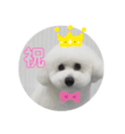 ビションフリーゼのイヴ！！（個別スタンプ：32）