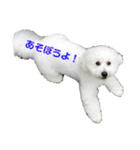 ビションフリーゼのイヴ！！（個別スタンプ：37）
