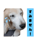 きゃっちゃんスタンプ（個別スタンプ：9）