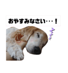 きゃっちゃんスタンプ（個別スタンプ：11）