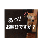 きゃっちゃんスタンプ（個別スタンプ：18）