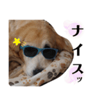 きゃっちゃんスタンプ（個別スタンプ：21）