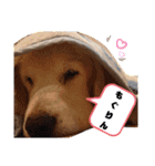 きゃっちゃんスタンプ（個別スタンプ：29）