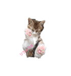 猫ズ わんこ スタンプ（個別スタンプ：1）