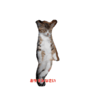 猫ズ わんこ スタンプ（個別スタンプ：3）